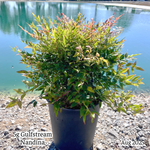 August 2025 5g Gulfstream Nandina Single Website